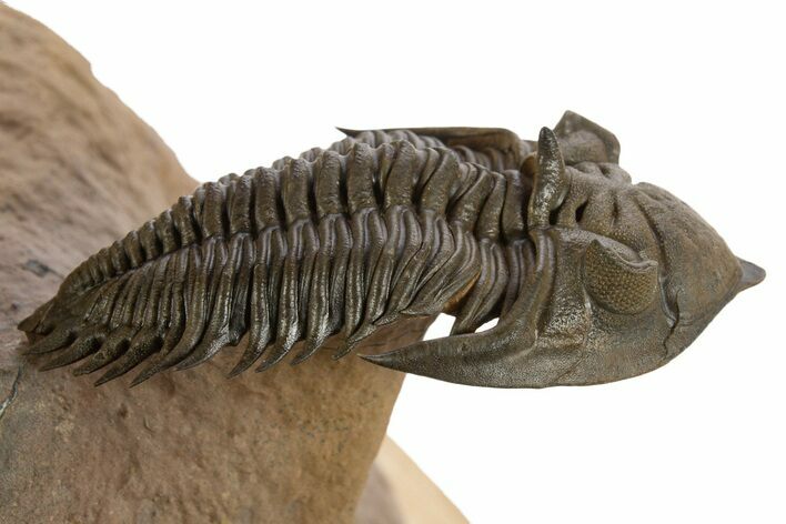 Flying Metacanthina Trilobite - Lghaft, Morocco #334919